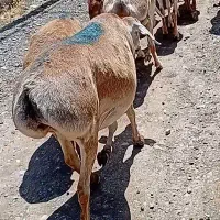 گوسفند چینی