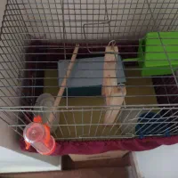 قفس پرنده|لوازم جانبی حیوانات|شاهین‌شهر, گرگاب|دیوار