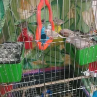 فروش فنچ|حیوانات|رامهرمز, |دیوار