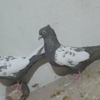 کفتر حراج