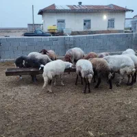 ده راس گوسفند آبستن|حیوانات مزرعه|گمیشان, |دیوار