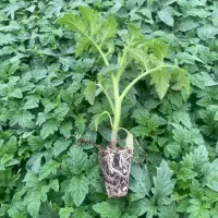 قرارداد و گلخانه تولید نشا صیفیجات آوند