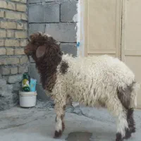 بره