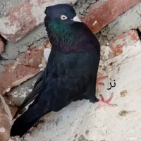 یک جفت زاغ آبادان جوان|پرنده|مراغه, |دیوار