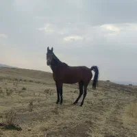 اسب دره شوری