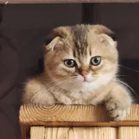 گربه اسکاتیش تریپل فولد