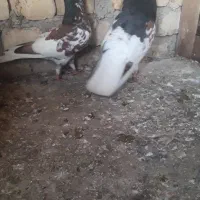 کبوتر یه جفت