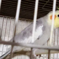 عروس هلندی نراهویی دستی