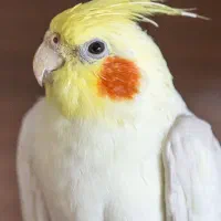 دو تا عروس هلندی نر ماده گمشده