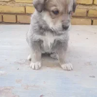 توله اصیل قدرجونی نروماده|سگ|ابهر, |دیوار