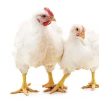 مرغ زنده.ب قیمت مرغداری