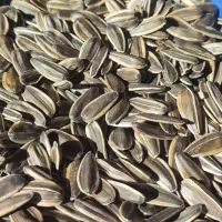 تخمه کانادایی