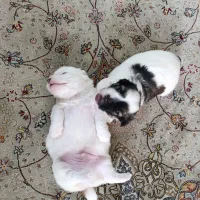 فروش توله سفید مشگی