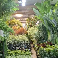 فروش گیاهان آپارتمانی زینتی حراج ویژه ارسال فوری