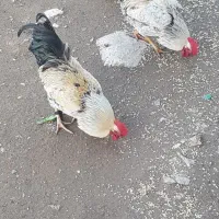 خروس گوشتی نیمچه امسال سرحال ماکو|حیوانات مزرعه|ماکو, |دیوار