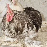 تخم نطفه دار