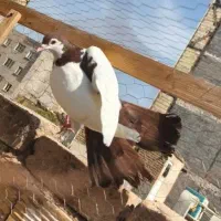 کفتر