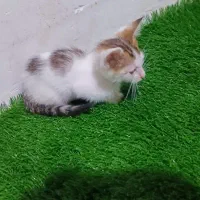 واگذاری بچه گربه|گربه|لاهیجان, کوی خزر|دیوار