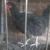 مرغ تخم گذار نژاد محلی
