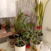 گلهای طبیعی به علت جابجایی منزل به فروش میرسد|گل و گیاه طبیعی|مشهد, میعاد (شهرک غرب)|دیوار