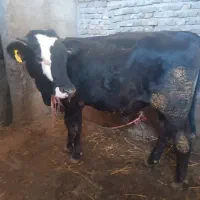 کارگرمیخوام برای دامداری