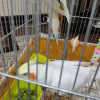 فروش عروس هلندی نر|پرنده|فولادشهر, B2|دیوار