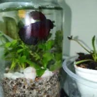 ماهی فایتر . تنگ به همراه گیاه طبیعی (پلنت)|ماهی|قم, چهل درخت‎|دیوار