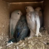 جوجه کوتوله