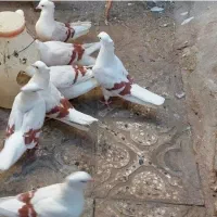 کبوتر نباتی