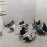 تعدادی کفتر بوم پرشی