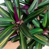 گل موسی در گهواره