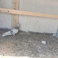 نقره‌ای وبدرنگ درجه1