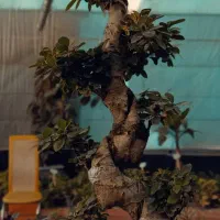 بنسای جنسینگ در مدل ها و سایز های متفاوت درگلوریا|گل و گیاه طبیعی|قم, پردیسان|دیوار