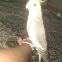 دوتا عروس هلندی گمشده