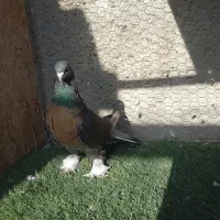 نقش|پرنده|زارچ, |دیوار