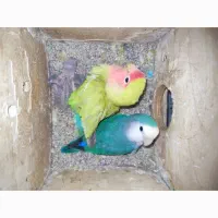 طوطی کوتوله|پرنده|شیروان (خراسان), |دیوار