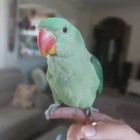 شاه طوطی