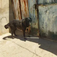 سگ سرابی دزدیده شده