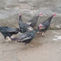 بوغلمون محلی