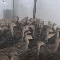 جوجه بوقلمون برنز سینه پهن ۴۵ روزه