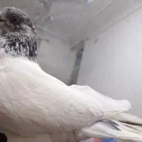 کبوتر شیخی دستی تمیز