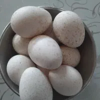 چند عدد|خوردنی و آشامیدنی|نیشابور, طالقانی|دیوار
