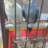 عروس هلندی|پرنده|ملایر, |دیوار