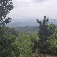 1800متر زمین باغی خارج طرح ویوی ابدی کوهستان|فروش زمین و ملک کلنگی|لاهیجان, لیل|دیوار
