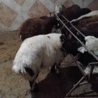 12 تا بره نر|حیوانات مزرعه|الیگودرز, |دیوار