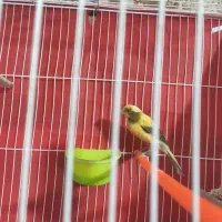 قناری نر مستخون مستخون