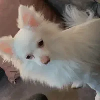 سگ گمشده|حیوانات|مشکین‌دشت, |دیوار