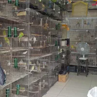 انواع دانه و پرنده و لوازم جانبی پرندگان|لوازم جانبی حیوانات|رشت, دیانتی|دیوار