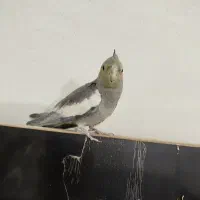 عروس هلندی و مرغ عشق