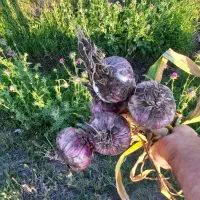 سیر بذر گوگان بدون قارچ